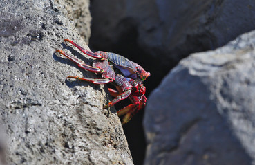 Crabe de Tenerife