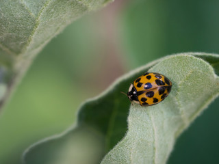 Asian ladybeetle (harmonia axyridis) sitting on leaf