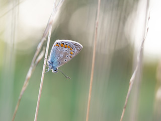 Common blue butterfly (Polyommatus icarus) male resting on a blade of grass
