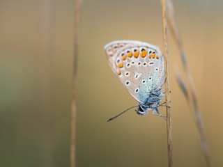 Common blue butterfly (Polyommatus icarus) male resting on a blade of grass