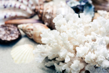 Seashells on the sand, summer beach background travel concept with copy space for text