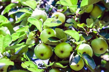 ripe green apples on a tree branch in a fruit garden on a sunny day.