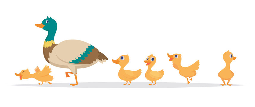 Mother duck. Row of wild ducks birds family walking vector cartoon collection. Duck mother, wild duckling illustration