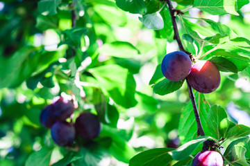ripe blue plums on a tree branch in an orchard on a sunny day.