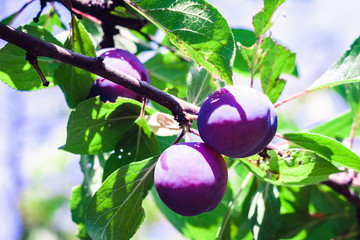 ripe blue plums on a tree branch in an orchard on a sunny day.