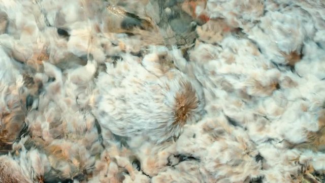 Closeup top view of the white algae plant fluttering in hot springs water