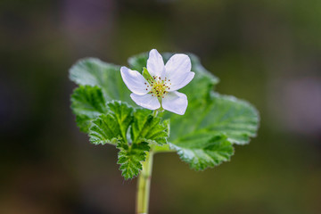 Close up of a fresh white cloud berry flower