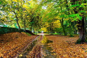 An autumn scene with trees and road with a puddle