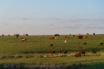 The pasture field and cattle herd 13