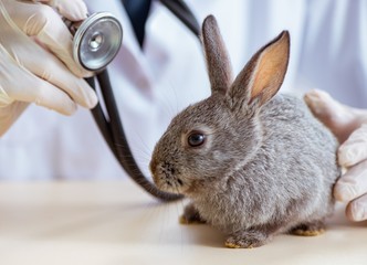 Vet doctor checking up rabbit in his clinic