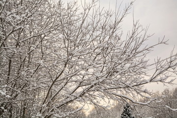 Snow covered tree branches after snowfall