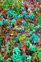 A selection of autumn leaves for background