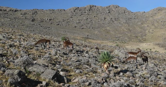 Very rare Walia ibex, Capra walia, one of the rarest ibex in world. Only about 500 individuals survived in Simien Mountains in Northern Ethiopia, Africa
