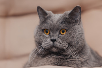 An adult chubby blue British cat with a gray tint lies on a beige background. The eyes are almond colored.