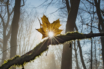 herbst