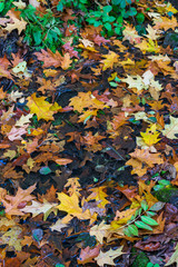 A selection of autumn leaves for background