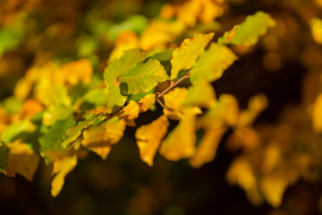 Autumn forest road leaves view in Germany, Bielefeld
