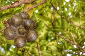 fruit, tree, green, nature, food, branch, berry,