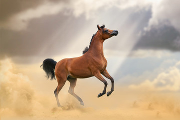 Beautiful arabian horse in desert