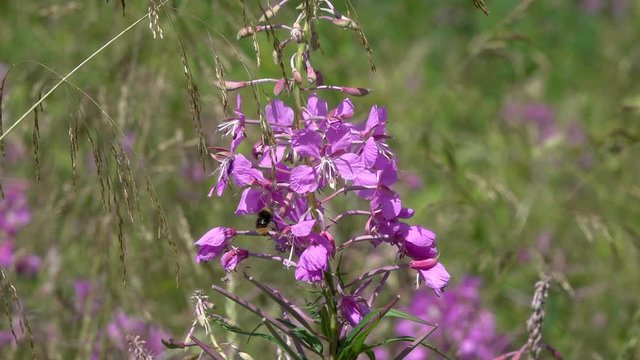 Slow motion shooting of bumblebee flight. Bumblebee flies from one fireweed flower to another. Bumblebee collects nectar on fireweed flowers