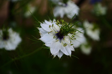 Closeup of a blue Love in a mist (Nigella damascena) flower.