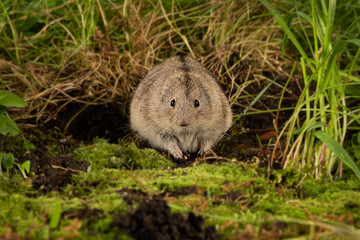 Naklejka na ściany i meble A frontal view of a Lemming, Cricetidae, as it sits on the ground and stares forward at the camera