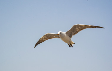 seagull in flight