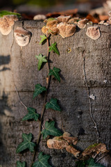 Autumn forest road leaves view in Germany, Bielefeld