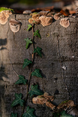 Autumn forest road leaves view in Germany, Bielefeld