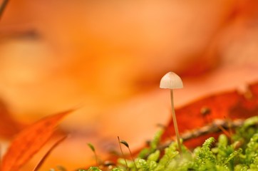 Ein kleiner weißer Pilz wachst im Herbst aus Moos vor goldenem Hintergrund