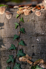 Autumn forest road leaves view in Germany, Bielefeld