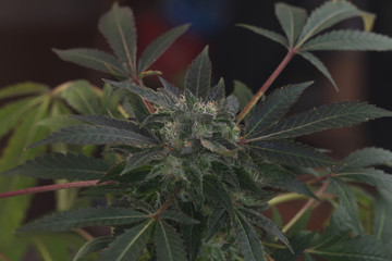 Obraz premium medical marijuana growing cannabis plants