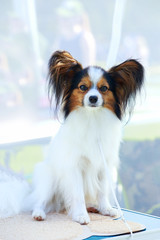 Dog breed papilon close up