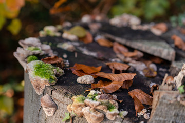 Autumn forest road leaves view in Germany, Bielefeld