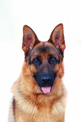 Dog breed German Shepherd