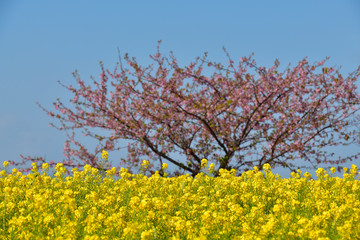 菜の花畑