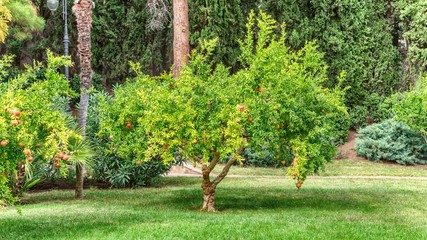 Young pomegranate tree in the park.