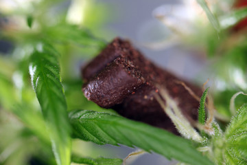 food for dogs .Medical marijuana cannabis cbd oil 