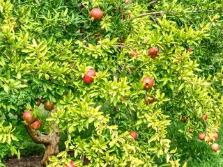 Pomegranate tree in closeup view.