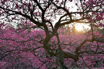 Fototapeta premium 梅の花