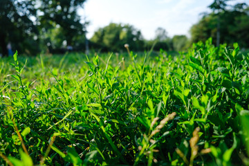 Green blur background with grass foreground