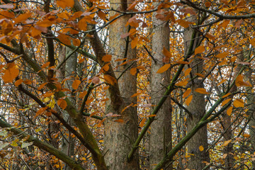 tree trunks and orange leaves