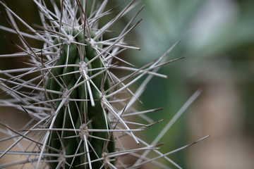 Sharp cactus needles