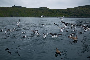 The hungry gulls of the Sea of Okhotsk.