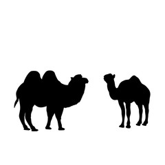 Silhouette of two camels. The family of camels.
