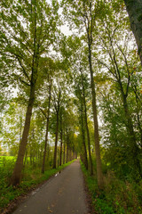road in forest