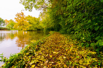 Yellow leaves in fall