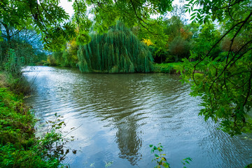 Green tree on the riverside