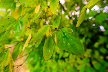 green leaves of a tree