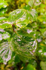 Green leaves after rain